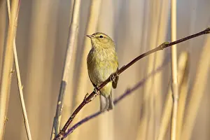 Chiffchaff: Chiffchaff (Phylloscopus collybita) Germany