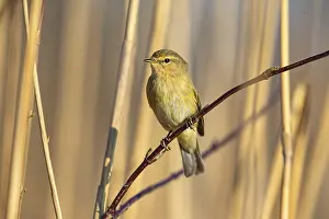 Chiffchaff: Chiffchaff (Phylloscopus collybita) Germany