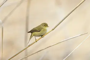 David Chapman: Chiffchaff - on Reed Stem -UK