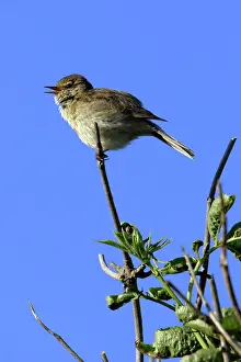 Chiffchaff: Chiffchaff - Singing in nesting territory