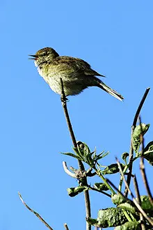 Chiffchaff: Chiffchaff - singing in nesting territory
