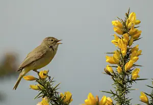 Gorse: Chiffchaff singing perched on gorse in heathland