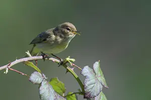 Increasing: Chiffchaff(Phylloscopus collybita)