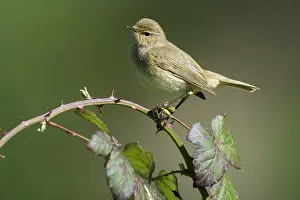 Increasing: Chiffchaff(Phylloscopus collybita)