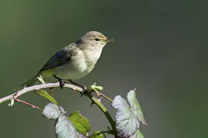 Increasing: Chiffchaff(Phylloscopus collybita)