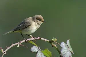 Increasing: Chiffchaff(Phylloscopus collybita)