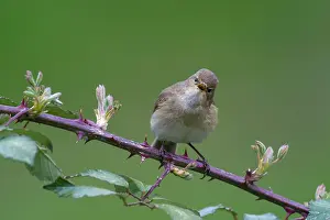 Increasing: Chiffchaff(Phylloscopus collybita)