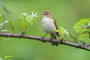 Increasing: Chiffchaff(Phylloscopus collybita)
