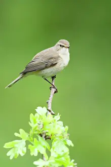 Increasing: Chiffchaff(Phylloscopus collybita)