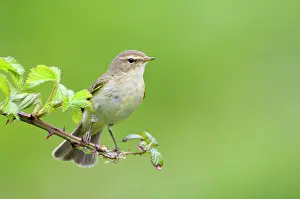 Increasing: Chiffchaff(Phylloscopus collybita)
