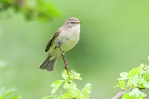 Increasing: Chiffchaff(Phylloscopus collybita)