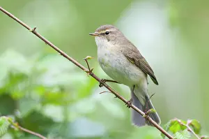 Increasing: Chiffchaff(Phylloscopus collybita)