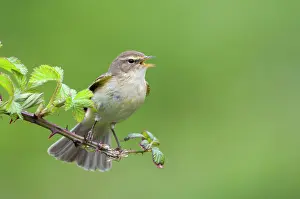 Increasing: Chiffchaff(Phylloscopus collybita)