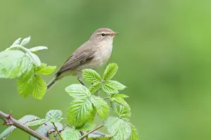 Increasing: Chiffchaff(Phylloscopus collybita)