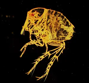 Flea: Chigoe Flea