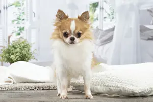 300122: Chihuahua
