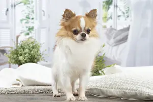 300122: Chihuahua