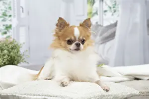 300122: Chihuahua