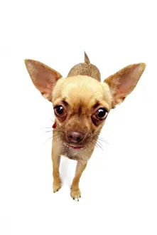 Cutouts: Chihuahua
