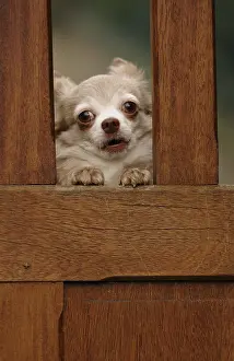 Barking: A Chihuahua barking behind a portal Yport France