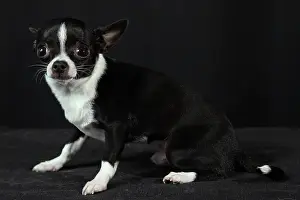 Sized: Chihuahua on a black background