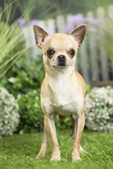 Chihuahuas: Chihuahua Dog