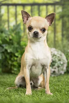 Chihuahuas: Chihuahua Dog