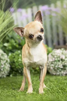 240517: Chihuahua Dog