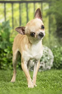 240517: Chihuahua Dog