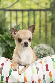 Chihuahuas: Chihuahua Dog on cushion