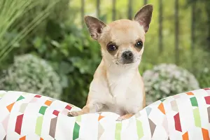 Chihuahuas: Chihuahua Dog on cushion