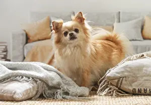 260221: Chihuahua dog indoors