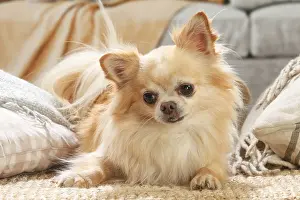 260221: Chihuahua dog indoors
