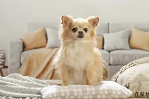 260221: Chihuahua dog indoors