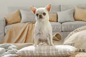 260221: Chihuahua dog indoors