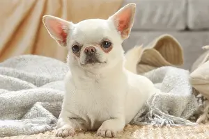 260221: Chihuahua dog indoors