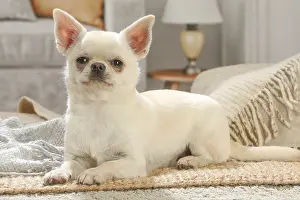 260221: Chihuahua dog indoors