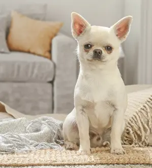 260221: Chihuahua dog indoors