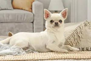 260221: Chihuahua dog indoors