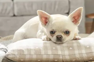 260221: Chihuahua dog indoors