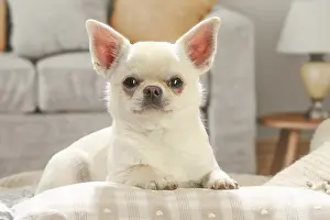 260221: Chihuahua dog indoors