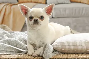 260221: Chihuahua dog indoors
