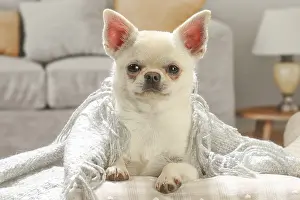 260221: Chihuahua dog indoors
