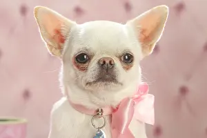 260221: Chihuahua dog indoors