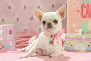 260221: Chihuahua dog indoors
