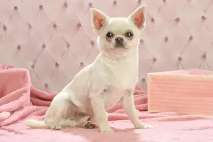 260221: Chihuahua dog indoors
