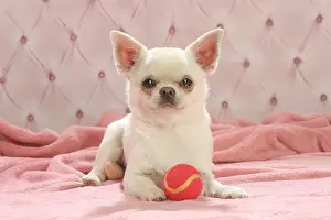 260221: Chihuahua dog indoors
