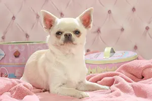 260221: Chihuahua dog indoors