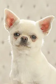 260221: Chihuahua dog indoors