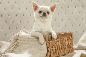 260221: Chihuahua dog indoors